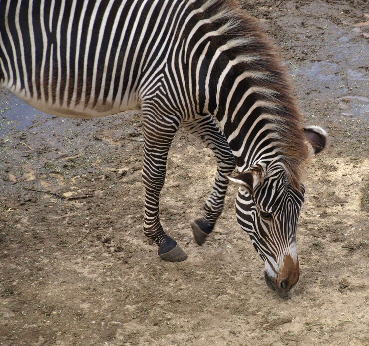 Foto zebras de pie en una cebra