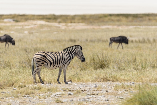 Zebras selvagens andando na savana africana com antílopes gnu no fundo