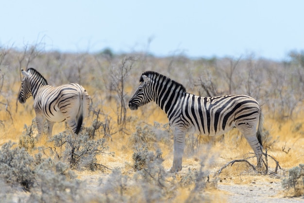 Zebras selvagens andando na savana africana