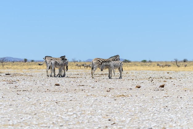 Zebras selvagens andando na savana africana