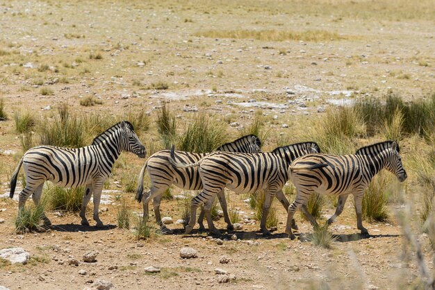 Zebras selvagens andando na savana africana