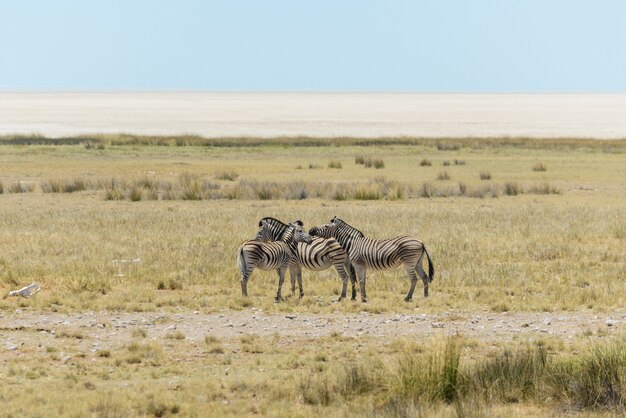 Zebras selvagens andando na savana africana