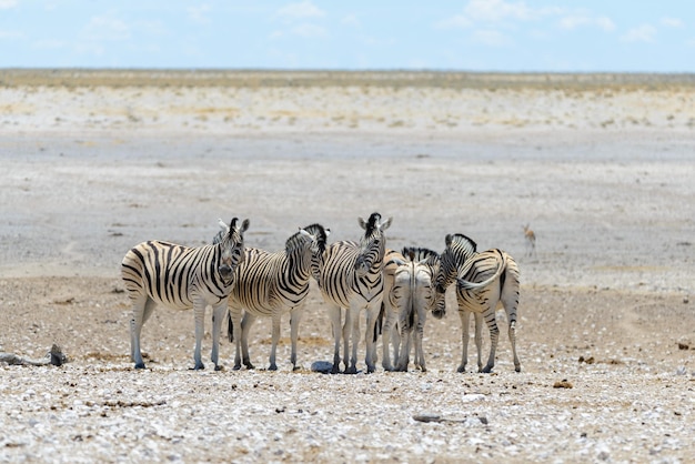 Zebras selvagens andando na savana africana
