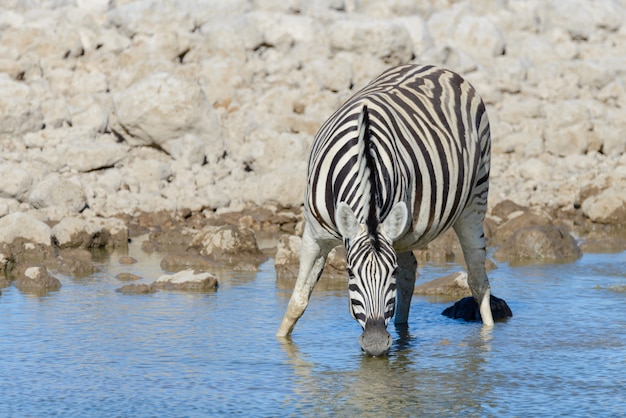 Zebras selvagens bebendo água no poço de água na savana africana