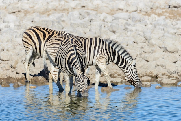 Zebras selvagens bebendo água no poço de água na savana africana