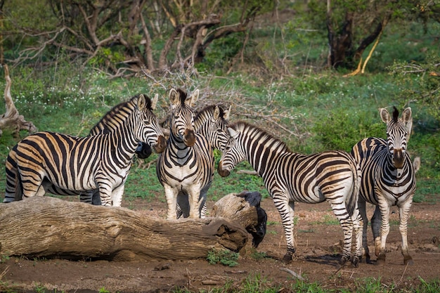 Zebras stehen an Land