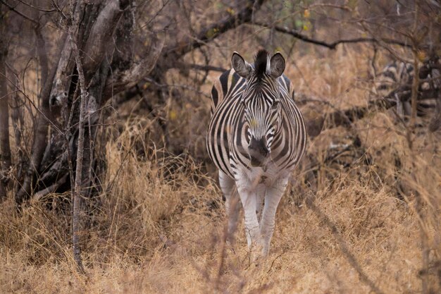 Foto zebras stehen auf einem feld