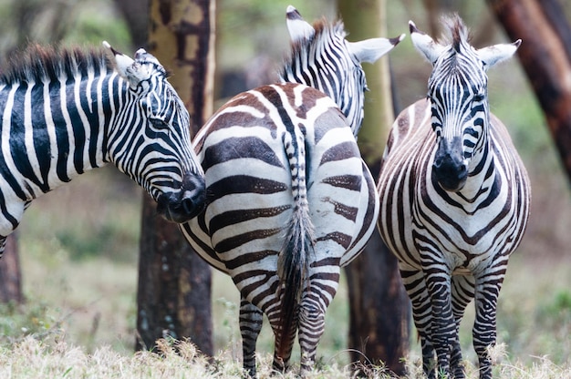 Zebras stehen auf einem grasigen Feld im Wald