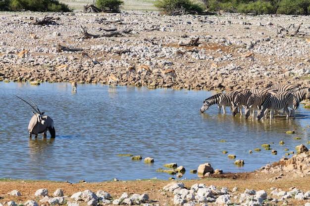 Zebras trinken am Wasserloch Okaukuejo aus dem Etosha Nationalpark, Namibia
