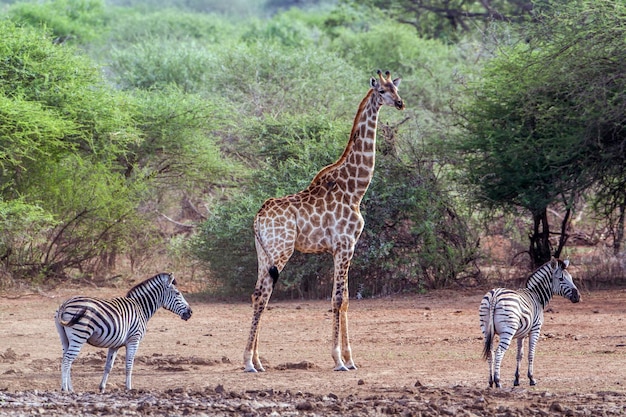 Zebras und Giraffen stehen auf dem Feld