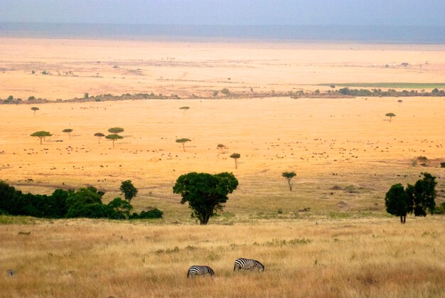 Zebras weiden auf einem Grasfeld