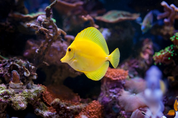 Zebrasoma flavescens im Hauptkorallenriffaquarium.