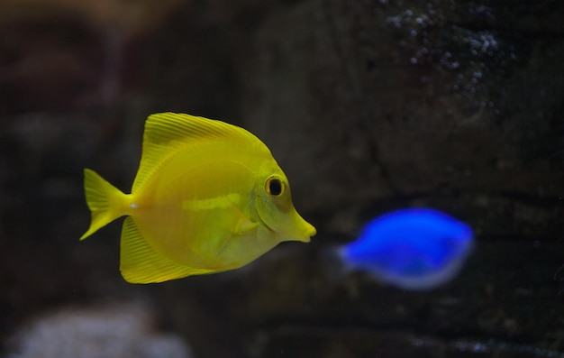 Zebrasoma Salzwasser Aquarienfische