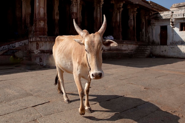 Zebu, uma vaca indiana corcunda, caminha pela rua em uma província indiana...