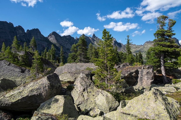 Zedern wachsen auf den Felsen, große Granitfelsen im Vordergrund