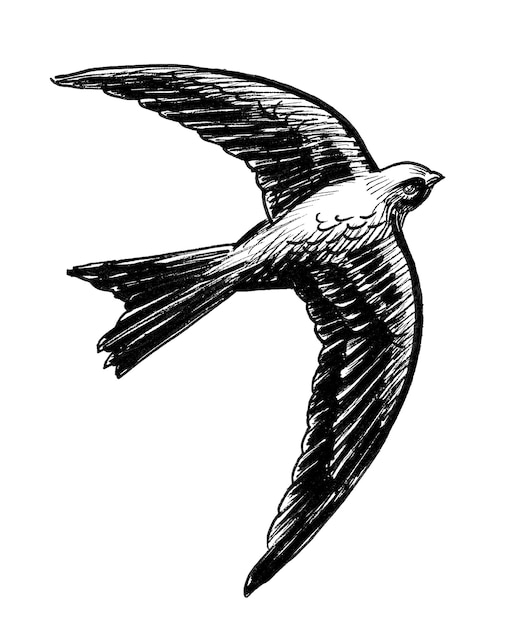 Zeichnung eines Vogels mit schwarzen Linien auf weißem Hintergrund