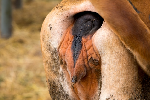 Zeigen Sie Butts Kuh im Bauernhof, Brahman Cattle in Ställen