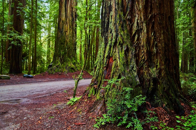 Zeigen Sie neben einem riesigen Redwood-Baum auf einer Schotterstraße an