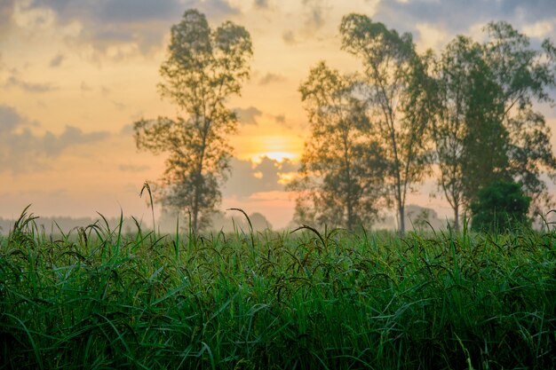 Zeit der Reisfelder morgens
