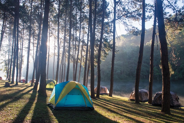 Zeltcamping unter dem Kiefernwald mit Sonnenaufgang