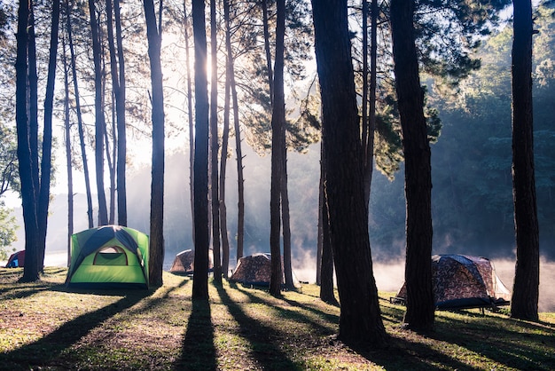 Foto zeltcamping unter dem kiefernwald mit sonnenaufgang