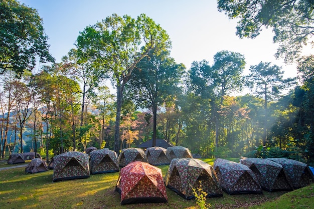 Zeltwald im Nationalpark Doi Suthep Chiangmai Thailand