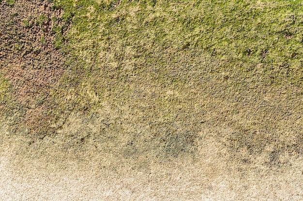 Zementwand mit grünem Moos