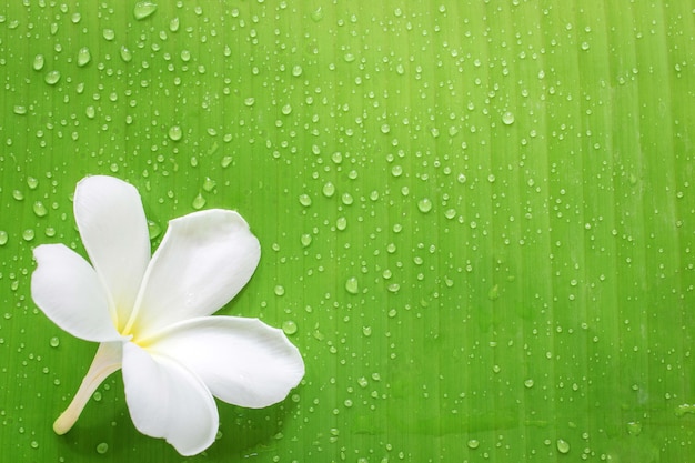 Zen spa bacground, frangipani ou plumeria flor, folha de bananeira