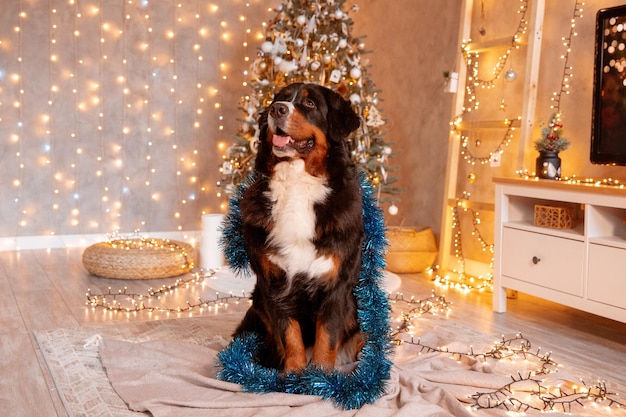 Zenenhund Hund sitzt zu Hause neben dem Weihnachtsbaum das Konzept von Weihnachten