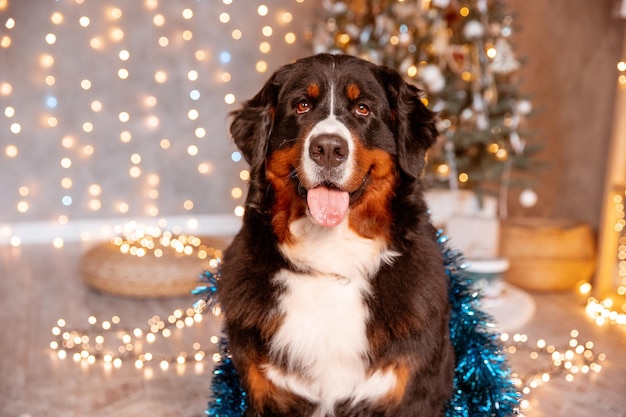 Zenenhund Hund sitzt zu Hause neben dem Weihnachtsbaum das Konzept von Weihnachten