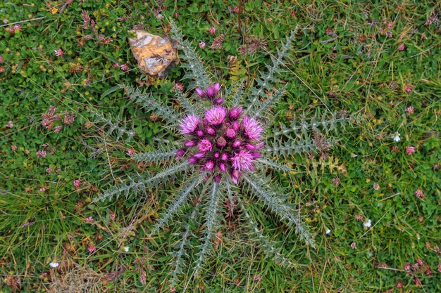 Zênite do grupo de plantas lilases eryngium bourgatii na montanha