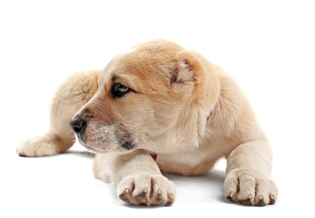 Zentralasiatischer Schäferhunde, isoliert auf Weiß