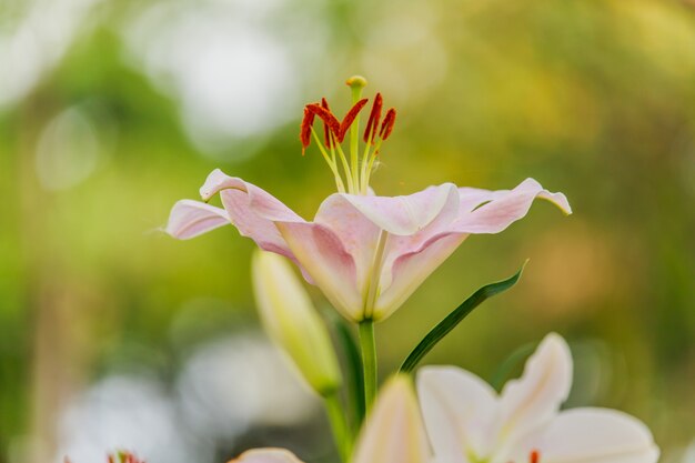 Zephyranthes Blume. Allgemeine Namen für Arten in dieser Klasse schließen feenhafte Lilie ein.