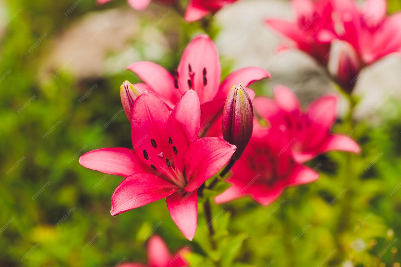 ZephyranthesBlume Zu den gebräuchlichen Namen für Arten dieser Gattung