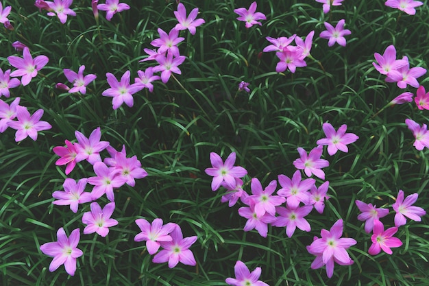 Zephyranthes grandiflora flores rosas o hadas Lily