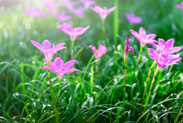 Zephyranthes grandiflora flores rosas o hadas Lily