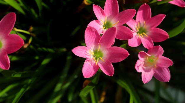 Zephyranthes Lily Flower Comumente conhecido como rosa chuva lírio lírio lírio zéfiro lírio e magia rosa