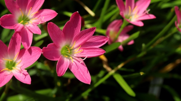 Zephyranthes Lily Flower Comúnmente conocida como rosa lluvia lirio hada lirio zephyr lirio y rosa magia