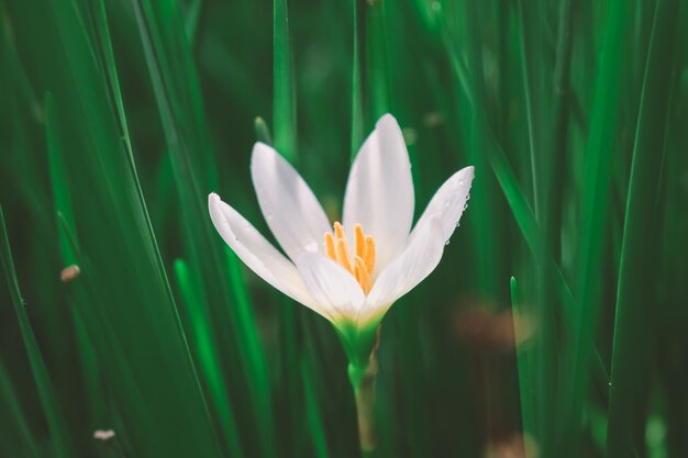 Zephyranthes Lily White rain Lily es un género de plantas templadas y tropicales de la familia Amaryllis