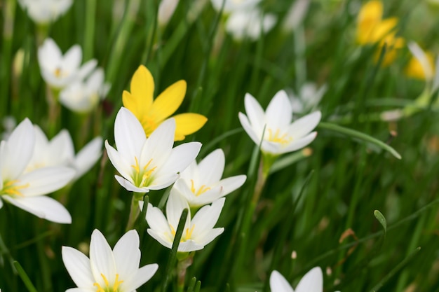 Zephyranthes minuta.