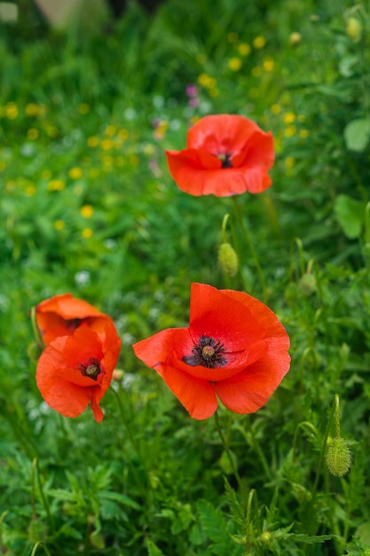 Zerbrechliche Mohnblumen in einem grünen Feld Schöne rote Blumen in freier Wildbahn