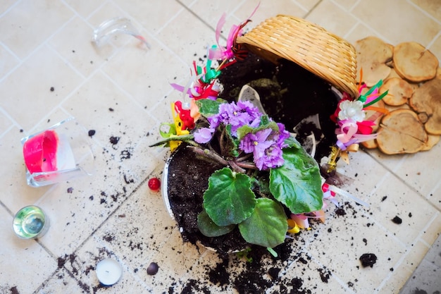 Zerbrochener Topf mit Innenblumen liegt auf Fliesenboden Ansicht von oben