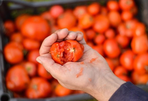 Zerdrückte Tomate von männlicher Hand vor dem Hintergrund einer Schachtel mit einer großen Anzahl von Tomaten Selektiver Fokus Das Konzept der Ernährung und gesunden Ernährung