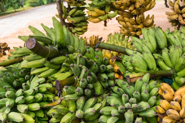 Zerrissene gelbe und grüne Frash-Bananen auf Holztisch