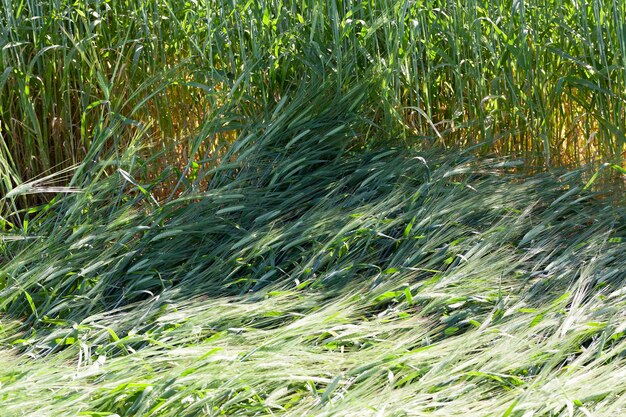 Zerstörung von grünem Getreide