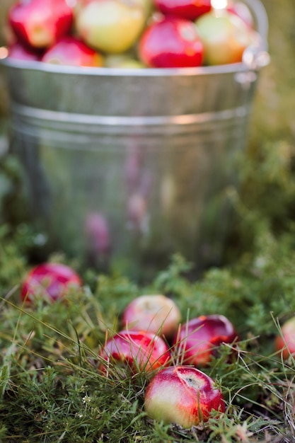 Zerstreute reife Äpfel auf Gartengras und Aluminiumeimer