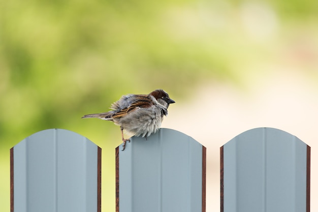 Zerzauster Spatz sitzt auf dem Zaun