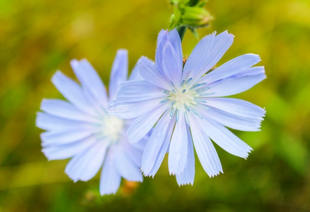 Zichorienblumen auf dem grünen Grashintergrund