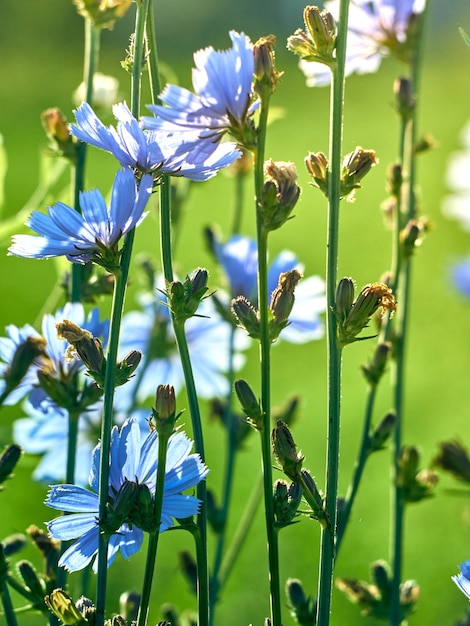 Zichorienblumen auf der Wiese.