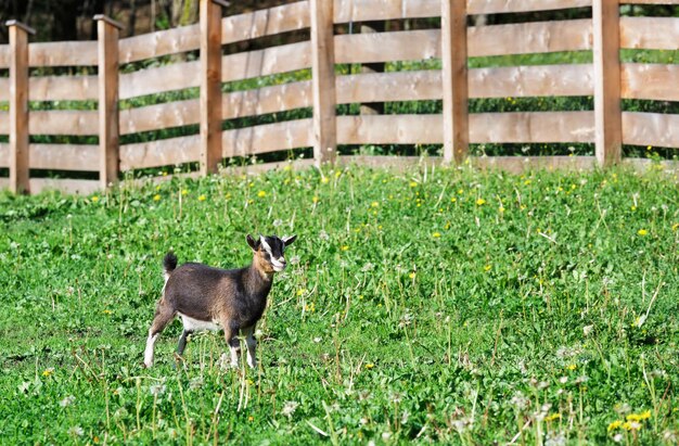 Ziege auf dem Gras und Zaun